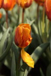 IMG_0602_r