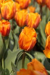 IMG_0603_r