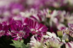 IMG_0609_r