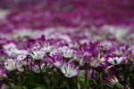 IMG_0611_r