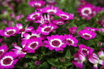 IMG_0612_r