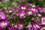 IMG_0613_r