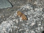 蛇眼蛺蝶
P1070578