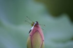 IMG_0492