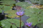 IMG_0524