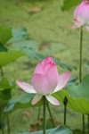 IMG_0555