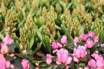 IMG_4180_r