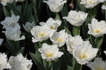 IMG_4198_r