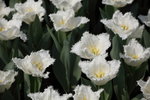 IMG_4202_r