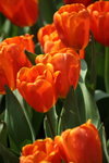 IMG_4208_r