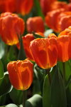 IMG_4211_r