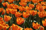 IMG_4217_r
