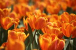IMG_4221_r