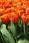 IMG_4254_r