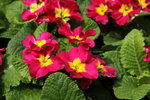IMG_4271_r
