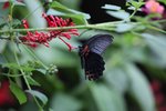 IMG_4900