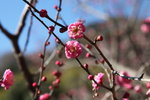 IMG_5429_r