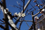IMG_5462_r