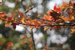 IMG_6536