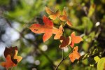 IMG_6541