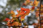 IMG_6557