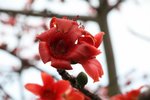 IMG_6661