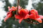 IMG_6665_1