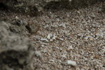 貝殼沙
IMG_6958_r