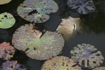 IMG_7202