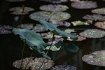 IMG_7226