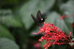 玉斑鳳蝶
IMG_7246_r