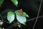 散紋盛蛺蝶
IMG_7260_r