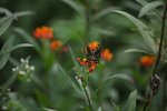 統帥青鳳蝶
IMG_7261_r