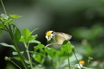 茱粉蝶
IMG_7266_r