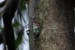 龍眼雞
IMG_7270_r