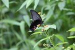 藍鳳蝶
IMG_7288s