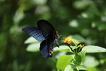 美鳳蝶
IMG_7293_r