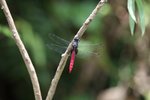 IMG_7296_r