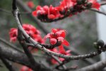IMG_8295_r