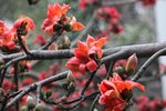 IMG_8298_r