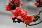IMG_8300_r