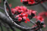 IMG_8306_r