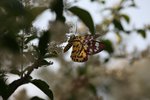 IMG_8417_r