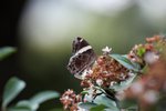 玉帶眼蝶
IMG_8424_r