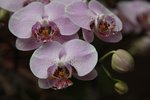 IMG_8480