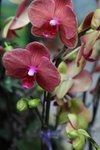 IMG_8487