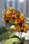 IMG_8530_r