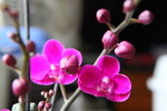 IMG_8535_r