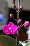 IMG_8538_r