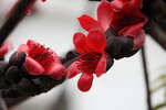 IMG_9571_r